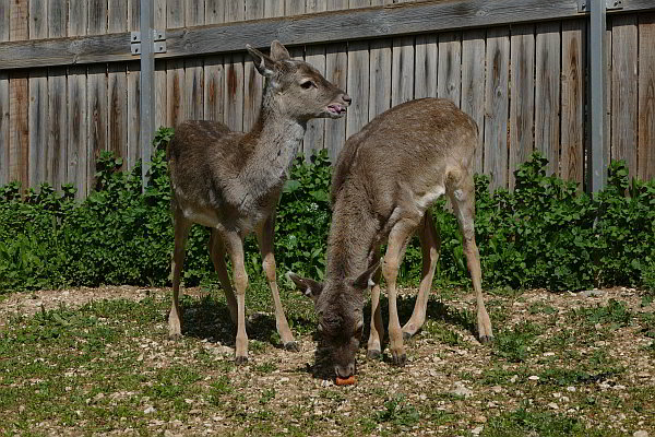 Vermächtnis des Opel-Zoo Gründers Dr. Georg von Opel
