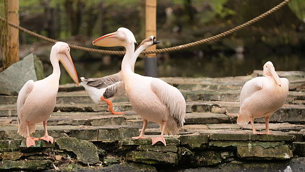 Opel-Zoo: Stallpflicht offiziell aufgehoben