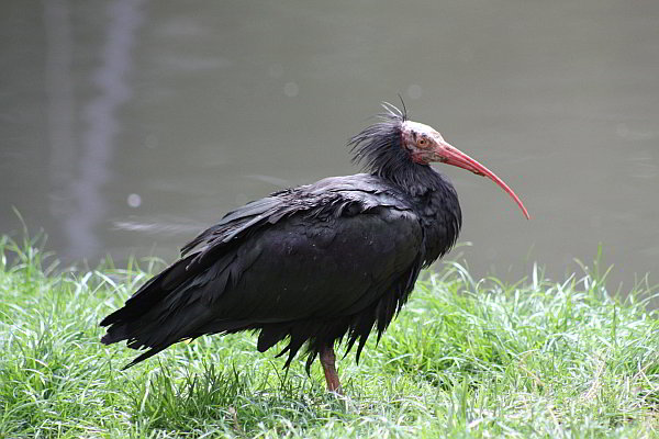 Vom Äppelwoi zum Sherry