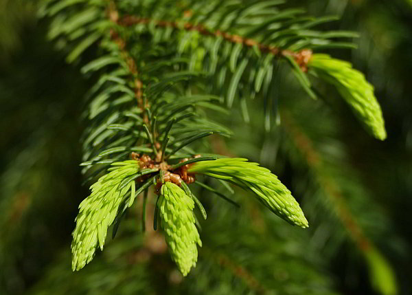 Internationaler Tag des Baumes am 25. April 2017