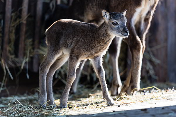 Osterlämmer im Opel-Zoo