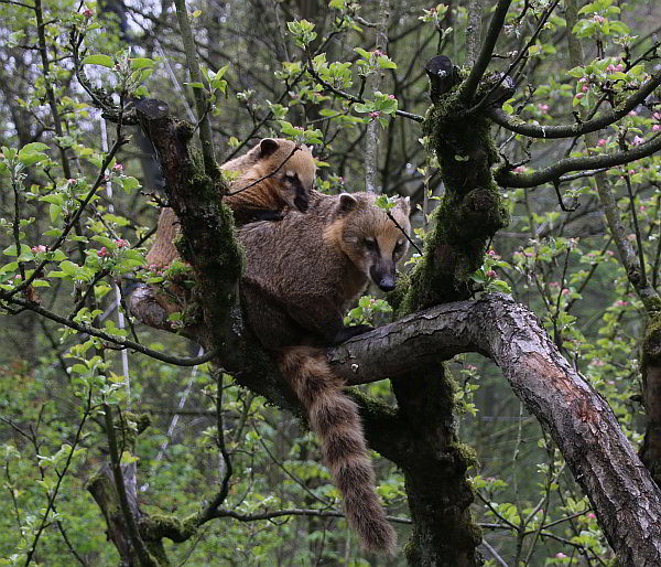 Neue Anlage im Opel-Zoo