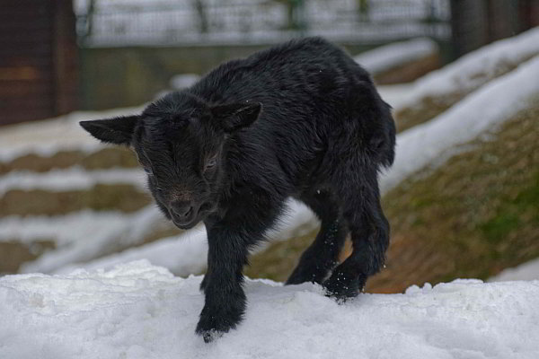 Schwarz auf Weiß im Opel-Zoo