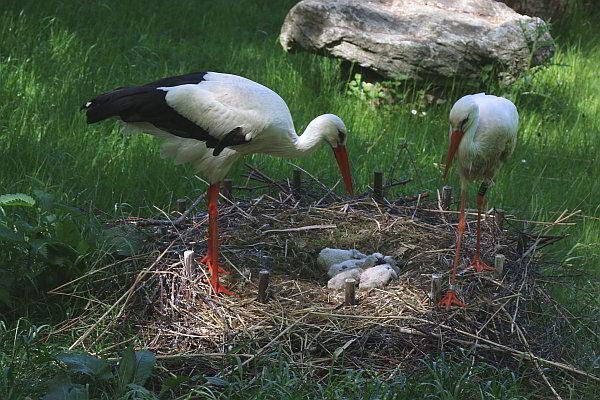 Vier Jungvögel mit großem Hunger