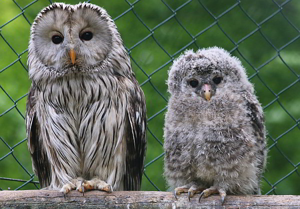 Zahlreiche Jungtiere im Opel-Zoo