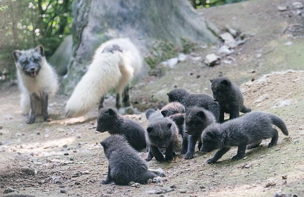 Nachwuchs bei den Eisfüchsen und Salzkatzen