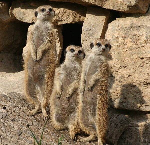 Forschung im Opel-Zoo – Erdmännchen