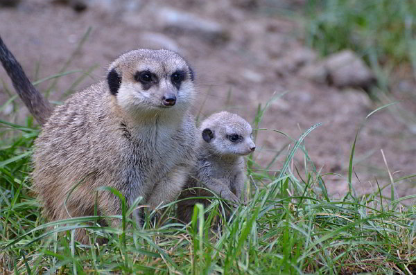 Nachwuchs bei den Erdmännchen im Opel-Zoo
