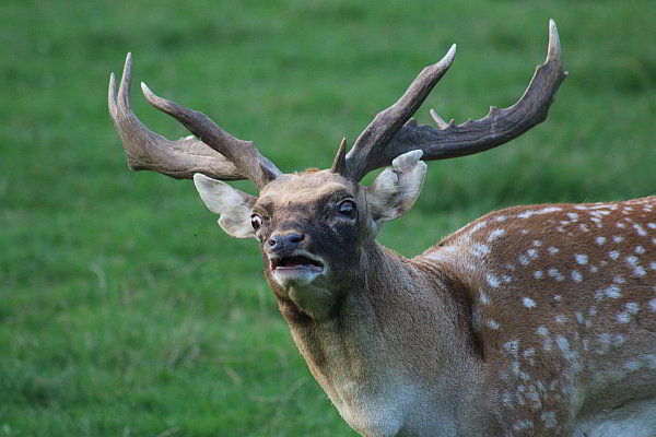 Brunft bei den Mesopotamischen Damhirschen im Opel-Zoo