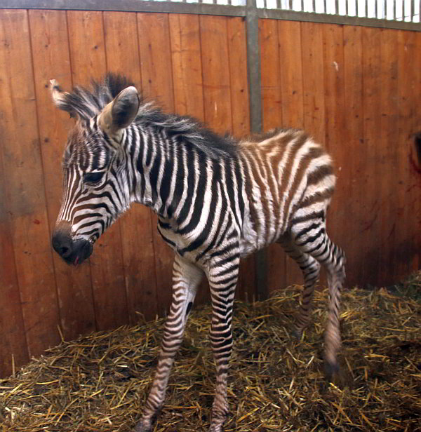 Besuch von Europaministerin Lucia Puttrich im Opel-Zoo