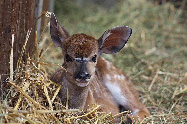 Jungtier bei den Nyalas im Opel-Zoo 
