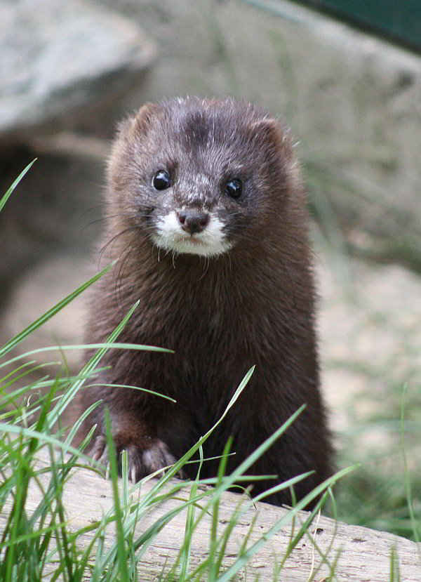 Vom Opel-Zoo zum Steinhuder Meer in Niedersachsen