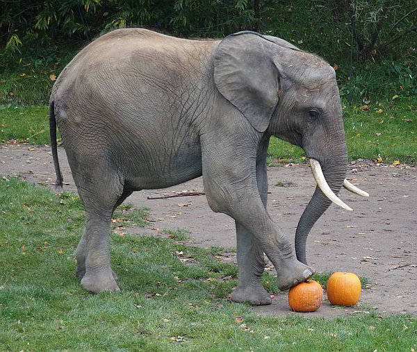 „hr3-Kürbisfest“ 