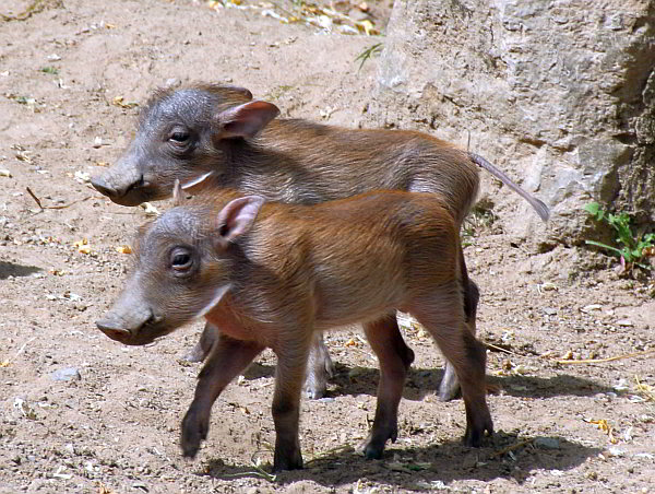 Verstärkung bei „Radio Afrika“ im Taunus 