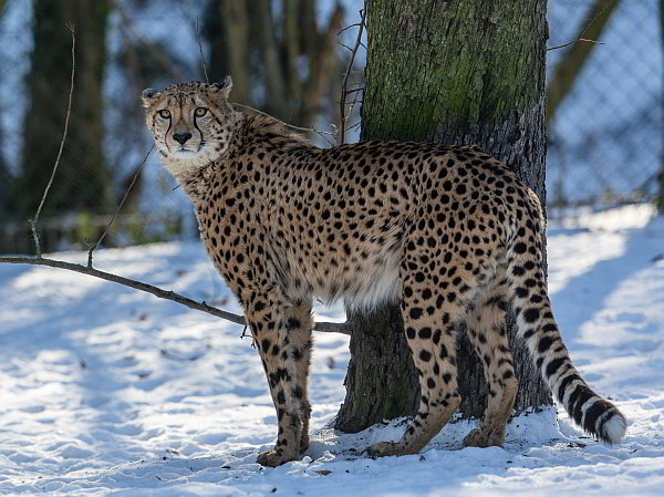 Dezember im Opel-Zoo