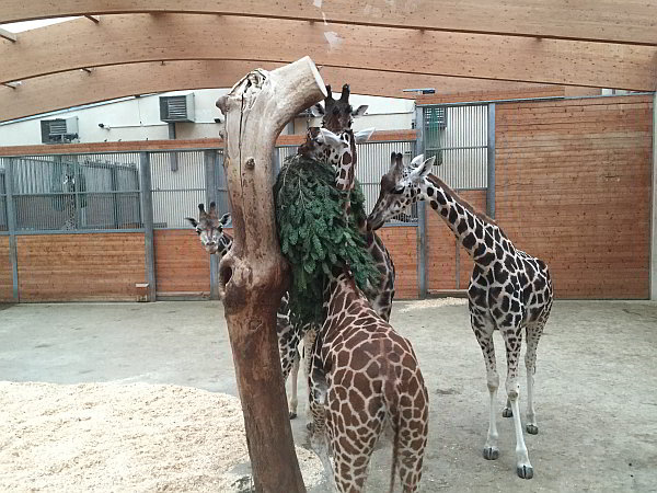 Weihnachten im Opel-Zoo