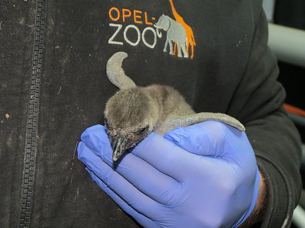 Nachwuchs bei den Brillenpinguinen im Opel-Zoo 