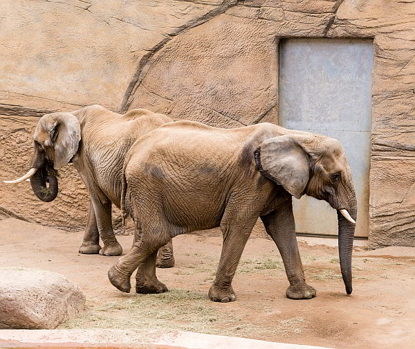 Öffentliche Führungen im Opel-Zoo 