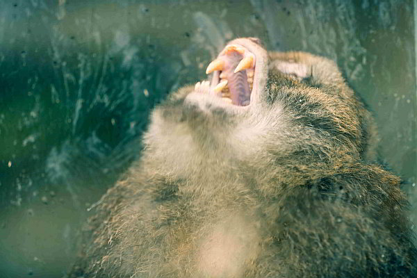 Öffentliche Führungen im Opel-Zoo 