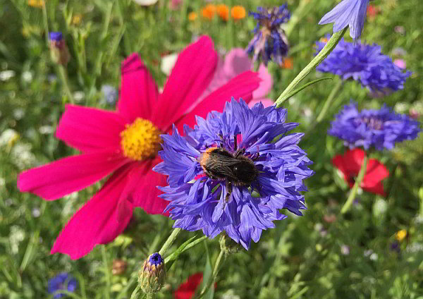 Artenschutz und Zoos