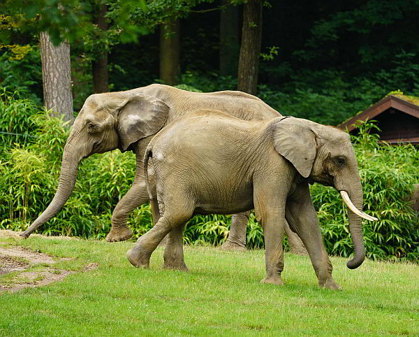 Öffentliche Führungen im Opel-Zoo im Mai