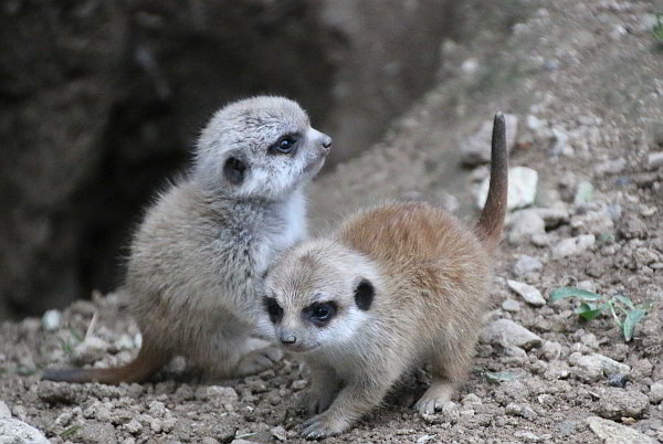 Jungtiere im Doppelpack -