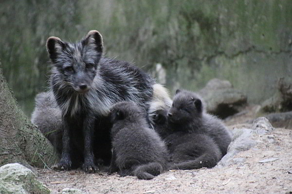 Dreizehn auf einen Streich