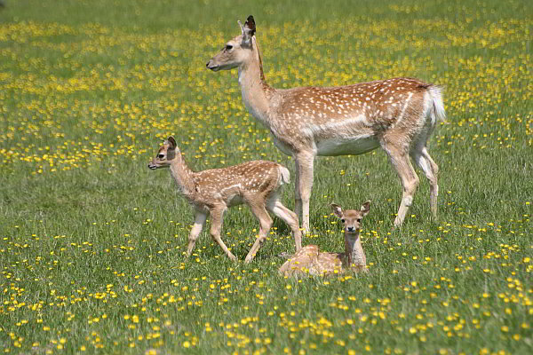 Jungtiere im Opel-Zoo