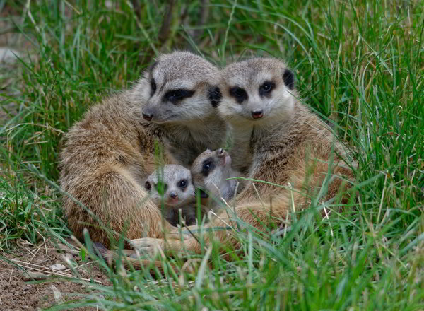 Forschung bei Erdmännchen und Elefanten