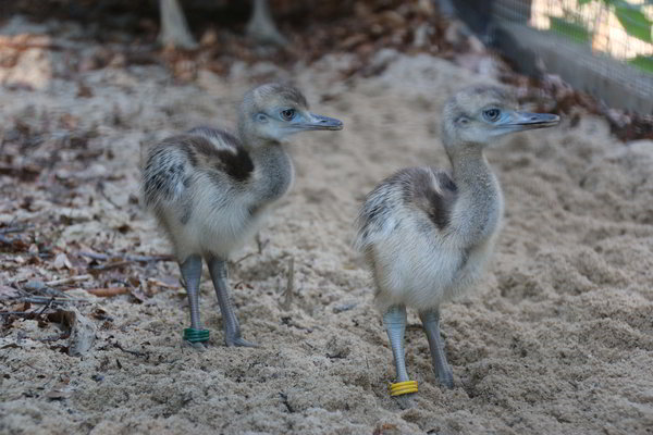 Gefiederter Nachwuchs im Opel-Zoo: