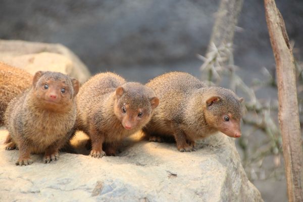 Die perfekte Familie