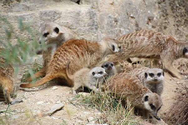Zweiter Wurf bei den Erdmännchen im Opel-Zoo