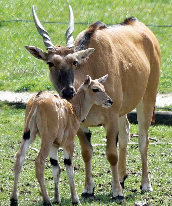 Nachwuchs im Opel-Zoo