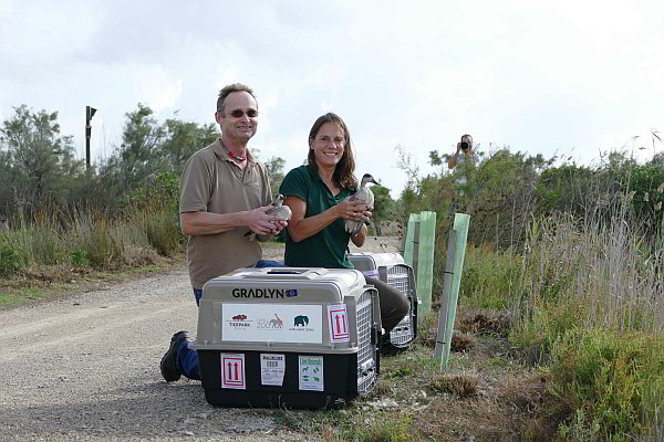 Erneute Auswilderung von Marmelenten 