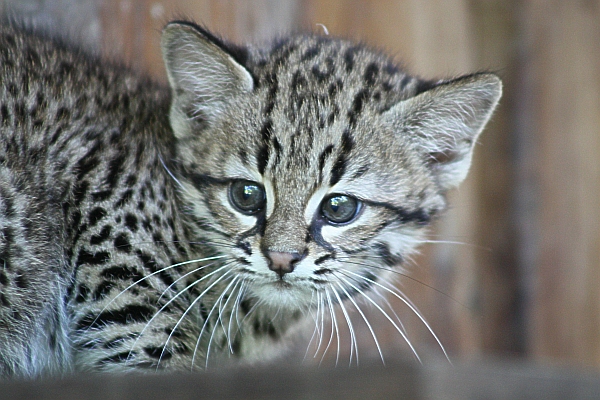 Nachwuchs bei den Salzkatzen