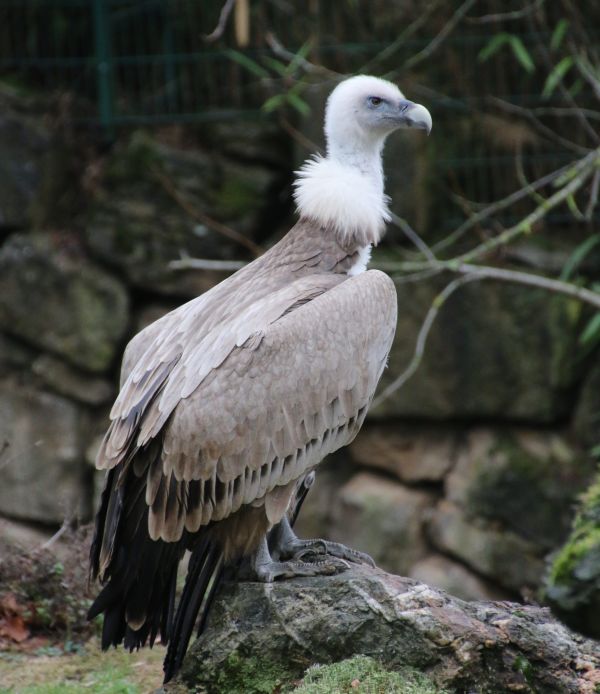 Artenschutz im Opel-Zoo: Waldrapp und Gänsegeier
