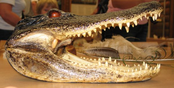 „Gebisse und Zähne“ am 26. Januar 2019 um 15 Uhr in der Zooschule 