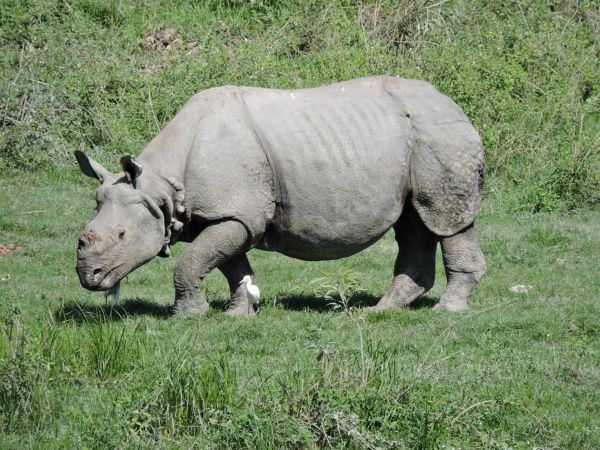 Panzernashörner für 2022 im Opel-Zoo geplant