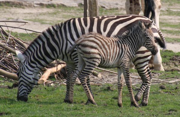 Nachwuchs im Opel-Zoo