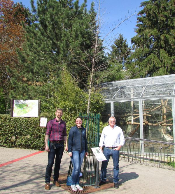 Zum Tag des Baumes am 25. April 2019