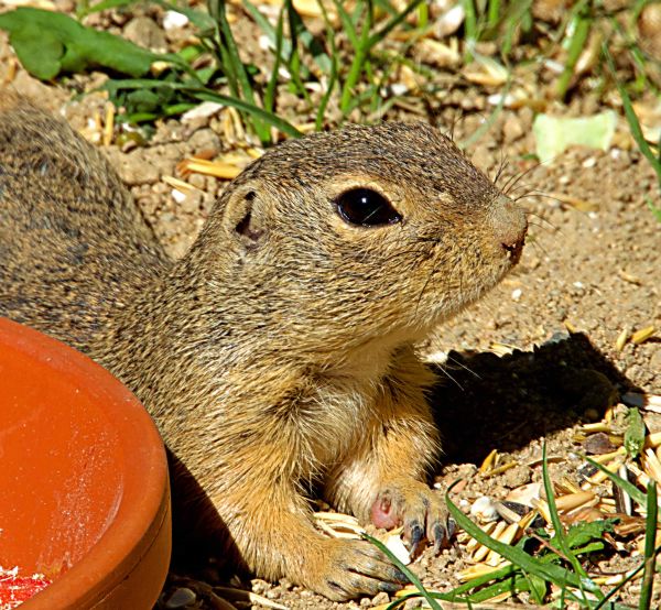 BioFrankfurt Aktionswoche vom 17. bis 26. Mai