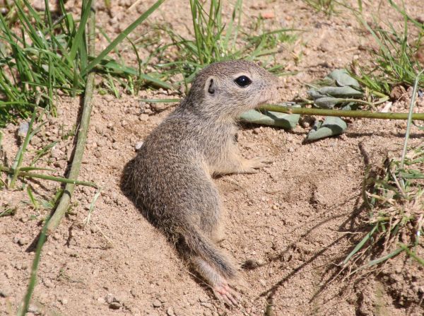 Horny Hörnchen im Opel-Zoo