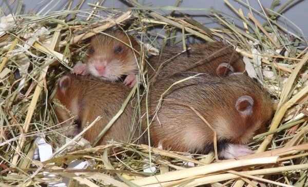 Nachwuchs aus dem Opel-Zoo für Wiederansiedlungsprogramm