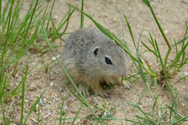 Auswilderung von Europäischen Zieseln aus dem Opel-Zoo