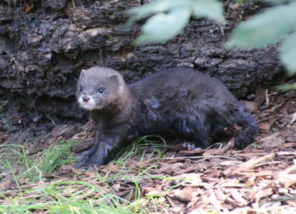 Nachwuchs heimischer Tierarten aus dem Opel-Zoo