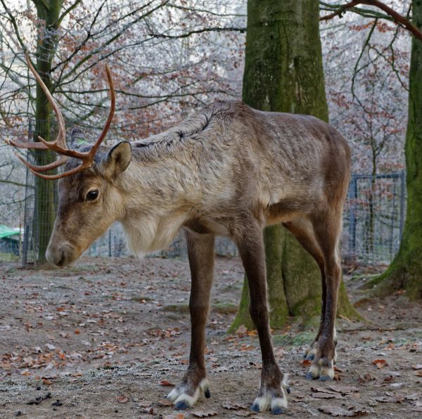 Der Nikolaus im Opel-Zoo am So, 8.12. um 14 Uhr