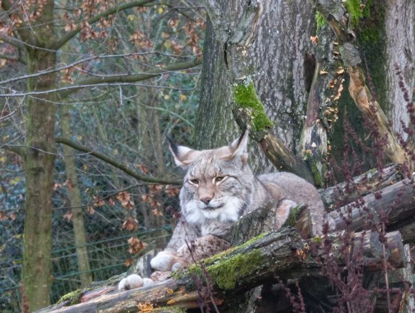 Weihnachten und Jahreswechsel im Opel-Zoo