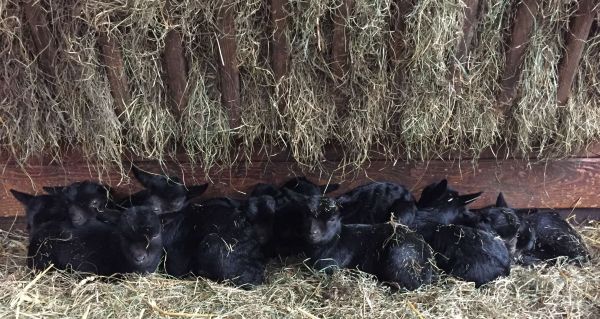 Junge Ziegen und Schafe im Opel-Zoo