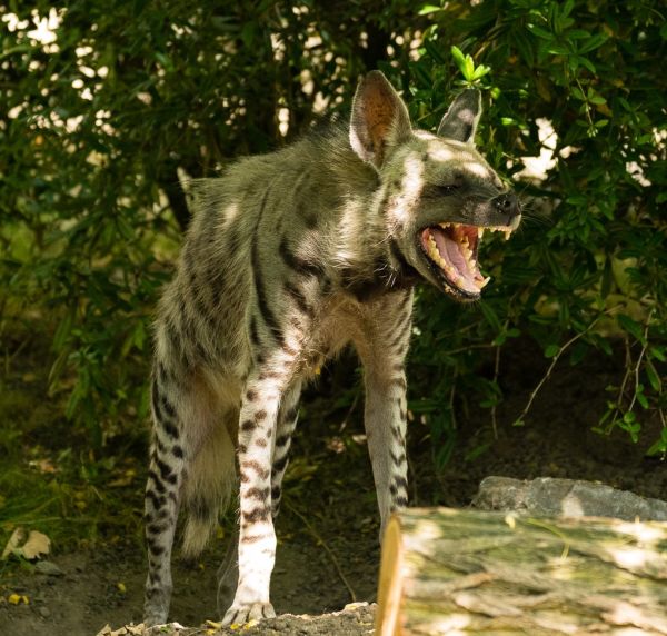 Öffentliche Führungen im Opel-Zoo im Februar