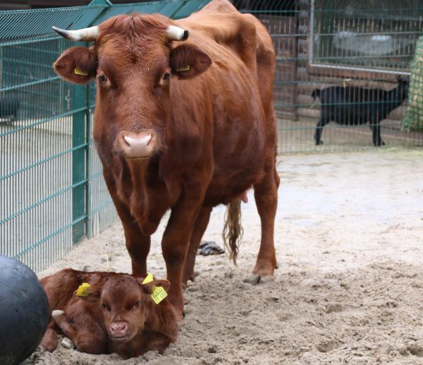 Weitere Jungtiere im Opel-Zoo
